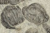 Plate Of Large Parahomalonotus Trilobites - Foum Zguid, Morocco #171025-3